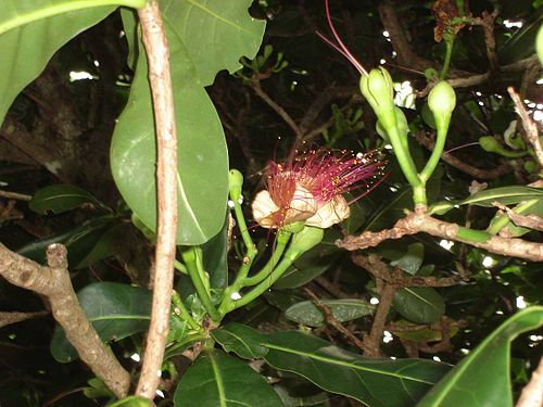 Barringtonia asiatica